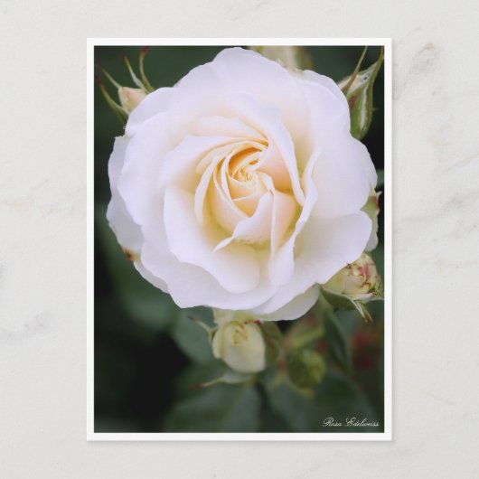 Rosa Edelweiss:Postcard Postkarte (Vorderseite)