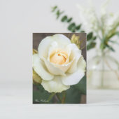 Rosa Edelweiss: Postkarte (Stehend Vorderseite)