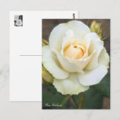 Rosa Edelweiss: Postkarte (Vorne/Hinten)