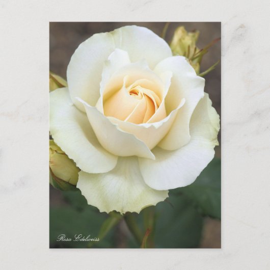 Rosa Edelweiss: Postkarte (Vorderseite)