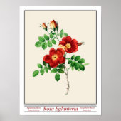 Rosa Eglanteria Beige Poster (Vorne)