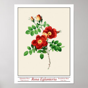 Rosa Eglanteria Beige Poster