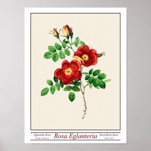 Rosa Eglanteria Beige Poster (Vorne)