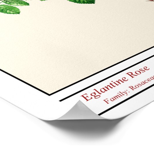 Rosa Eglanteria Beige Poster (Ecke)