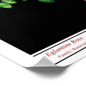 Rosa Eglanteria Black Poster (Ecke)