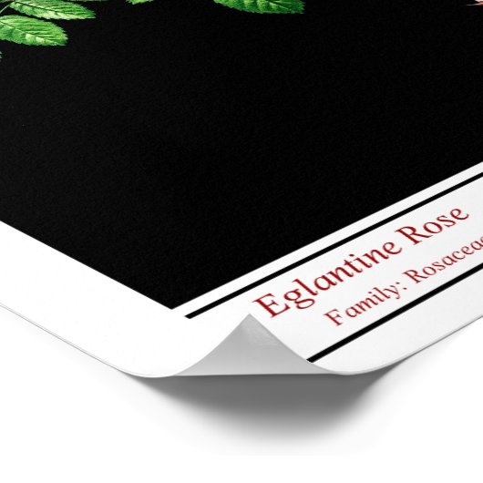 Rosa Eglanteria Black Poster (Ecke)