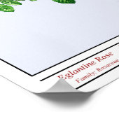 Rosa Eglanteria Blue Poster (Ecke)