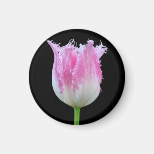 Rosa eingesäumter Tulpe-Magnet Magnet