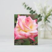 Rosa Elegant Lady [Postcard] Postkarte (Stehend Vorderseite)