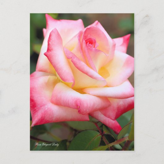 Rosa Elegant Lady [Postcard] Postkarte (Vorderseite)