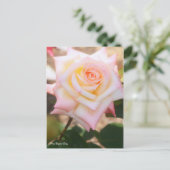 Rosa Elegant Lady [Postcard] Postkarte (Stehend Vorderseite)