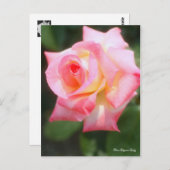 Rosa Elegant Lady [Postcard] Postkarte (Vorne/Hinten)