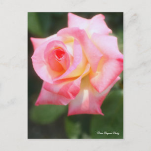 Rosa Elegant Lady [Postcard] Postkarte
