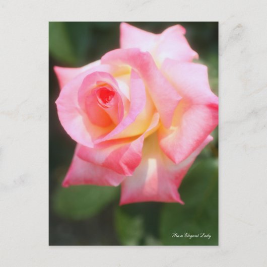 Rosa Elegant Lady [Postcard] Postkarte (Vorderseite)