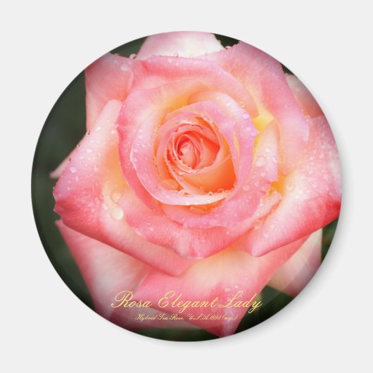 Rosa Elegant Lady:Round Magnet (Vorne)