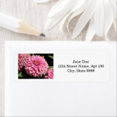 Rosa Elegant Zinnia (Insitu)