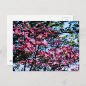 Rosa elegante Blüte Dogwood Postkarte (Vorne/Hinten)