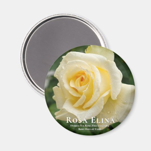 Rosa Elina Magnet (Vorderseite/Rückseite)