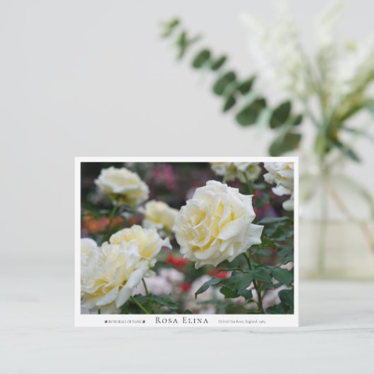 Rosa Elina Postkarte (Stehend Vorderseite)