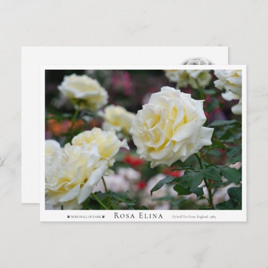 Rosa Elina Postkarte (Vorne/Hinten)