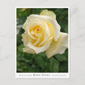 Rosa Elina Postkarte (Vorderseite)