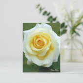 Rosa Elina [Postkarte] Postkarte (Stehend Vorderseite)