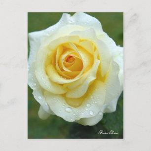 Rosa Elina [Postkarte] Postkarte
