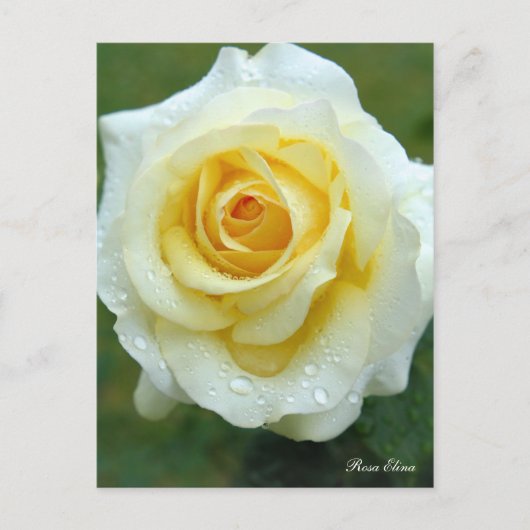 Rosa Elina [Postkarte] Postkarte (Vorderseite)