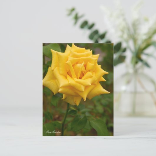 Rosa Emblem ポストカード Postkarte (Stehend Vorderseite)