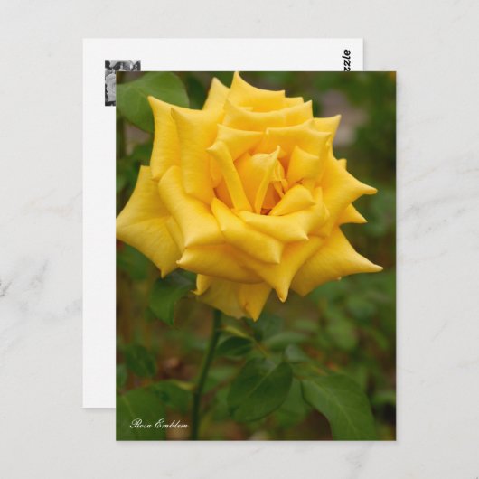 Rosa Emblem ポストカード Postkarte (Vorne/Hinten)