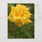 Rosa Emblem ポストカード Postkarte (Vorderseite)