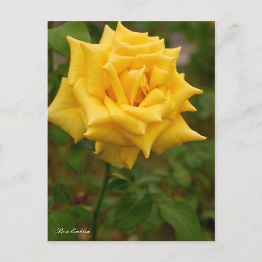 Rosa Emblem ポストカード Postkarte (Vorderseite)