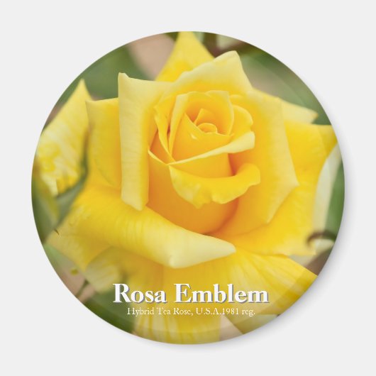 Rosa Emblem Magnet (Vorne)