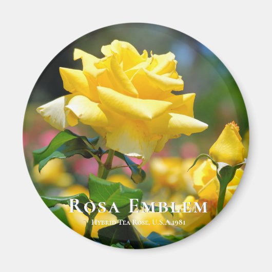 Rosa Emblem Magnet (Vorne)