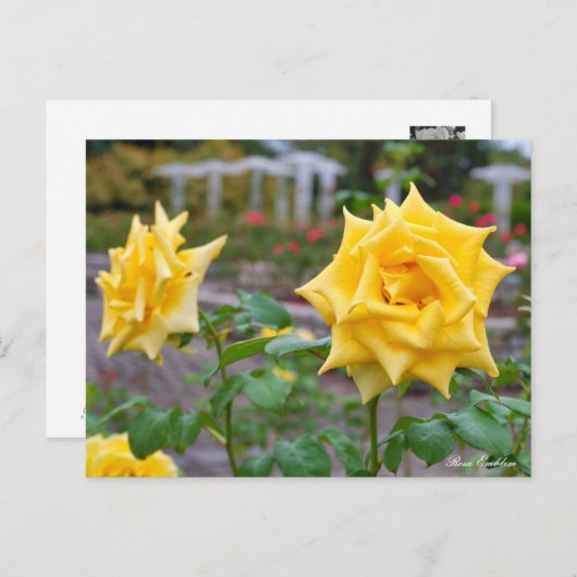 Rosa Emblem Postkarte (Vorne/Hinten)