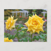 Rosa Emblem Postkarte (Vorderseite)