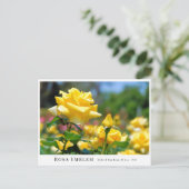 Rosa Emblem Postkarte (Stehend Vorderseite)