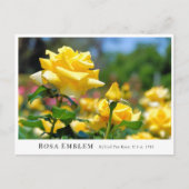 Rosa Emblem Postkarte (Vorderseite)