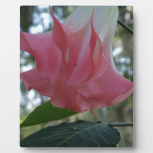 Rosa Engel Trompete Blume Fotoplatte