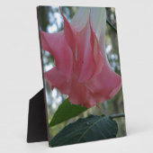 Rosa Engel Trompete Blume Fotoplatte (Seite)
