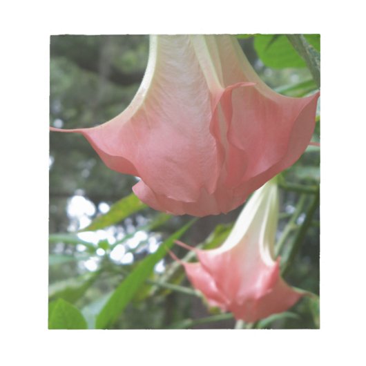 Rosa Engel Trompete Blume Notizblock (Vorderseite)