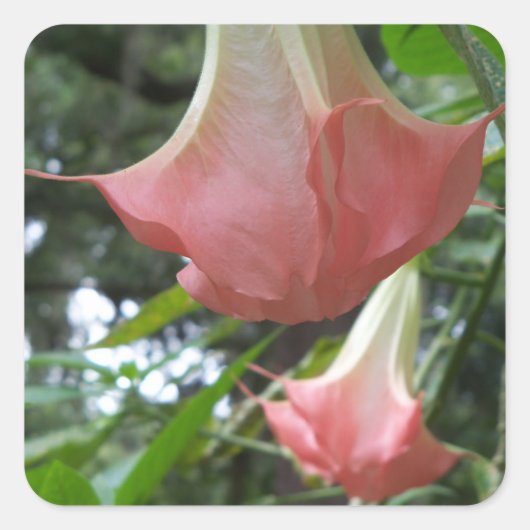 Rosa Engel Trompete Blume Quadratischer Aufkleber (Vorderseite)