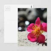 Rosa Erdbeeren Blume Fotografie Postkarte (Vorne/Hinten)