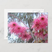 Rosa Eukalyptus-Blume Postkarte (Vorne/Hinten)