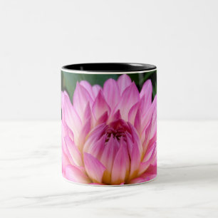 Rosa Explosion der Dahlie-3 Zweifarbige Tasse