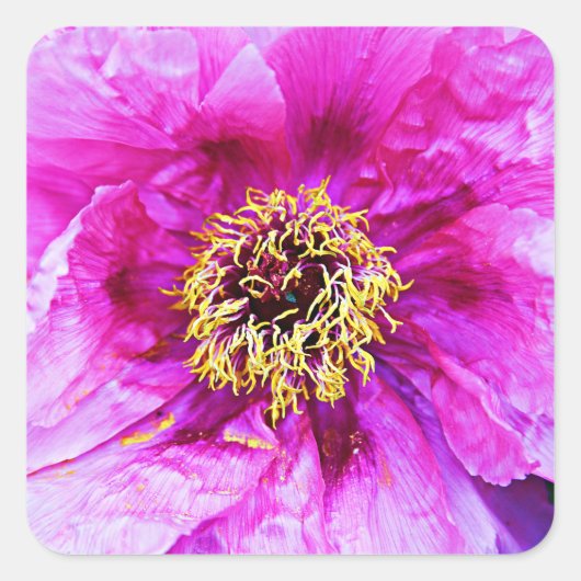 Rosa Explosion Quadratischer Aufkleber (Vorderseite)