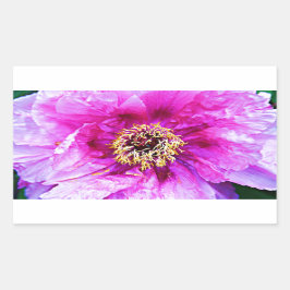 Rosa Explosion Rechteckiger Aufkleber