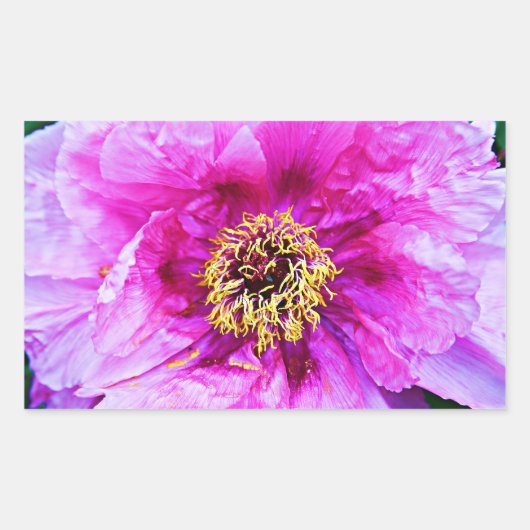 Rosa Explosion Rechteckiger Aufkleber (Vorderseite)