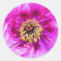 Rosa Explosion