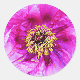 Rosa Explosion Runder Aufkleber